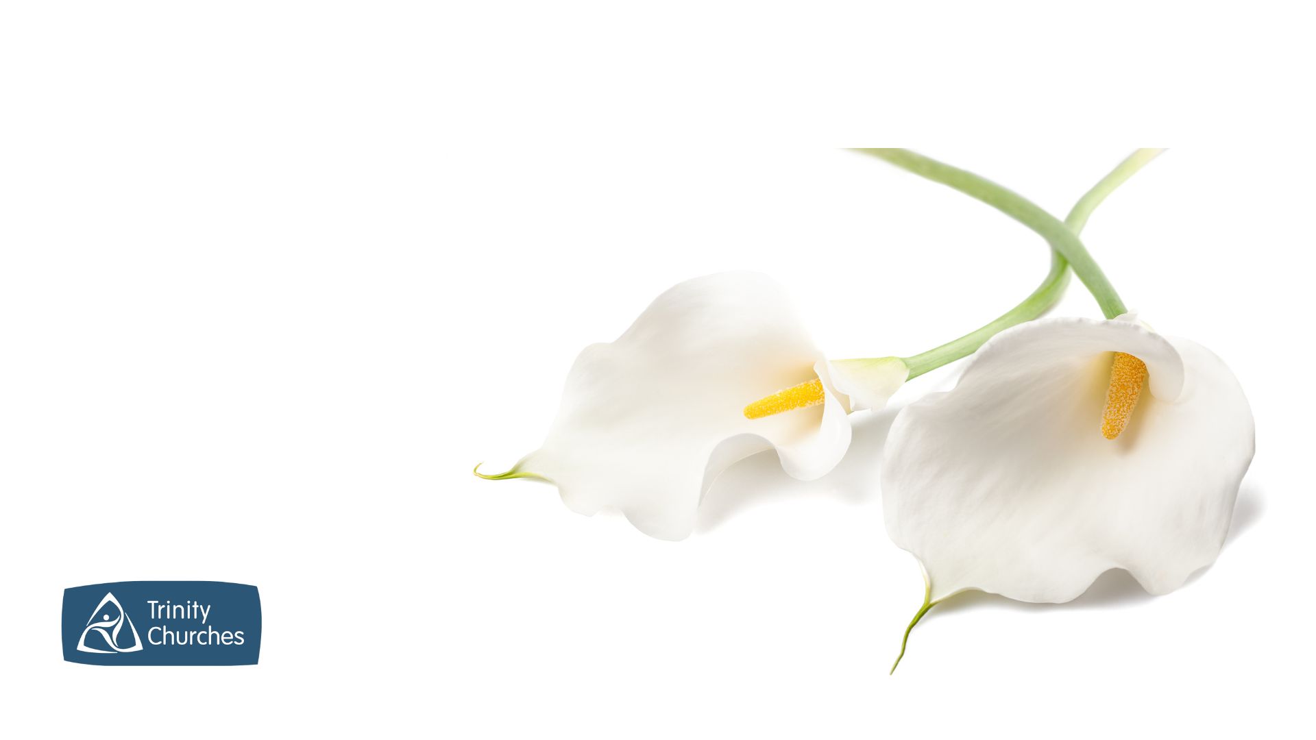 In Loving Memory.jpg